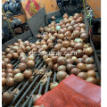 Export von frischen gelben Zwiebeln nach Indonesien